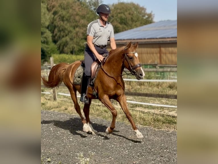 Cruzado Yegua 4 años 150 cm Alazán in Neustadt (Wied)