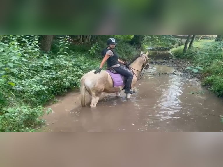 Cruzado Yegua 4 años 153 cm Palomino in Abtsgmünd