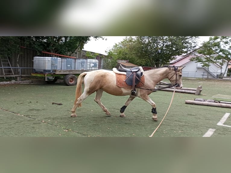 Cruzado Yegua 4 años 153 cm Palomino in Abtsgmünd