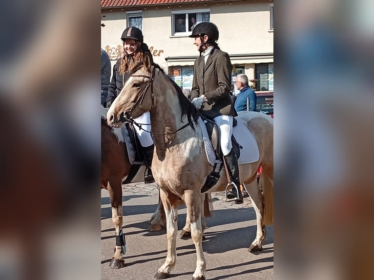 Cruzado Yegua 4 años 153 cm Palomino in Abtsgmünd