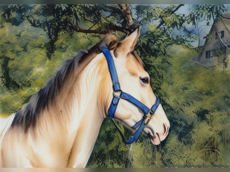 Cruzado Yegua 4 años 153 cm Palomino in Abtsgmünd