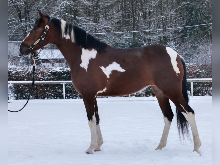 Cruzado Yegua 4 años 153 cm Pío in Neustadt (Wied)