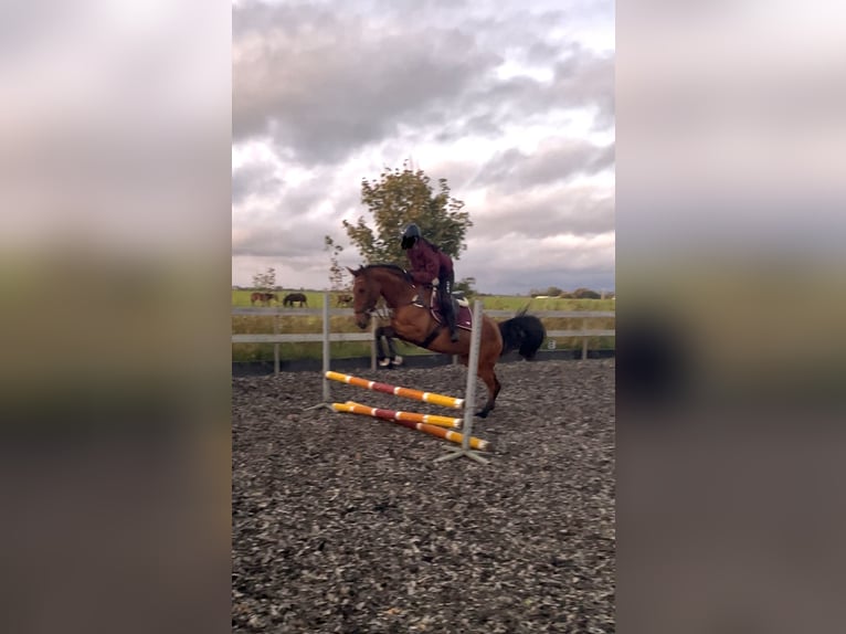 Cruzado Yegua 4 años 155 cm Castaño in Bedum