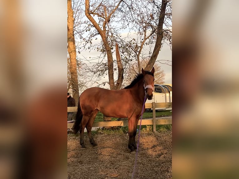 Cruzado Yegua 4 años 155 cm Castaño in Bedum
