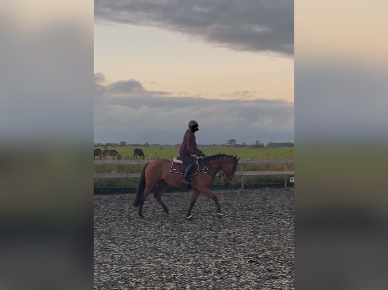 Cruzado Yegua 4 años 155 cm Castaño in Bedum
