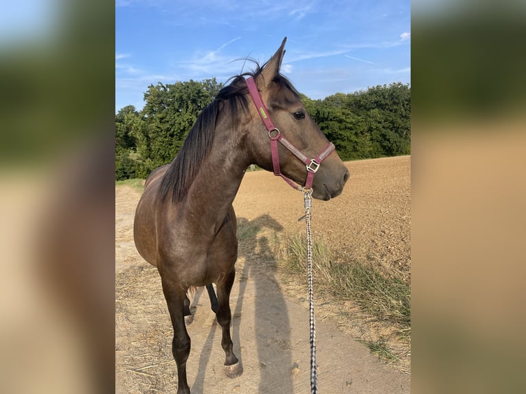 Cruzado Yegua 4 años 155 cm Musgo in Filderstadt