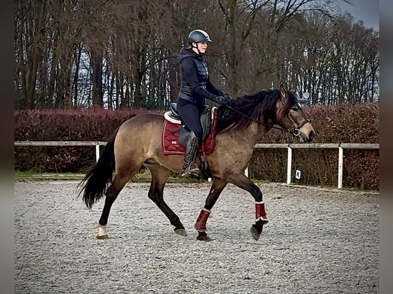 Cruzado Yegua 4 años 157 cm Bayo in Neustadt (Wied)