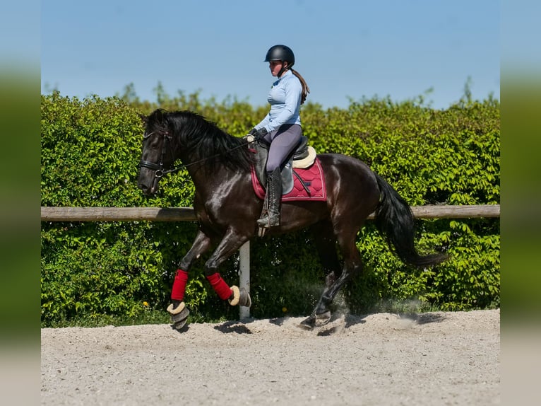 Cruzado Yegua 4 años 158 cm Negro in Neustadt (Wied)