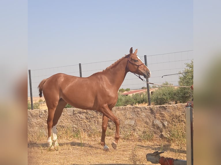 Cruzado Yegua 4 años 160 cm Alazán in Brozas