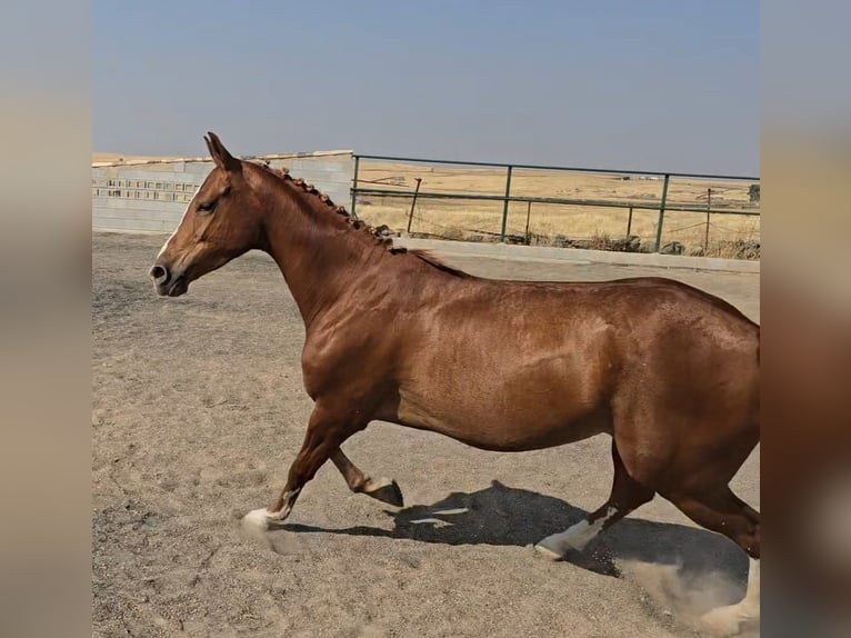 Cruzado Yegua 4 años 160 cm Alazán in Brozas