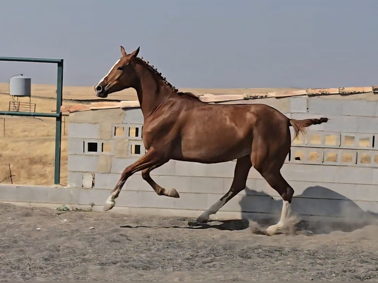 Cruzado Yegua 4 años 160 cm Alazán in Brozas