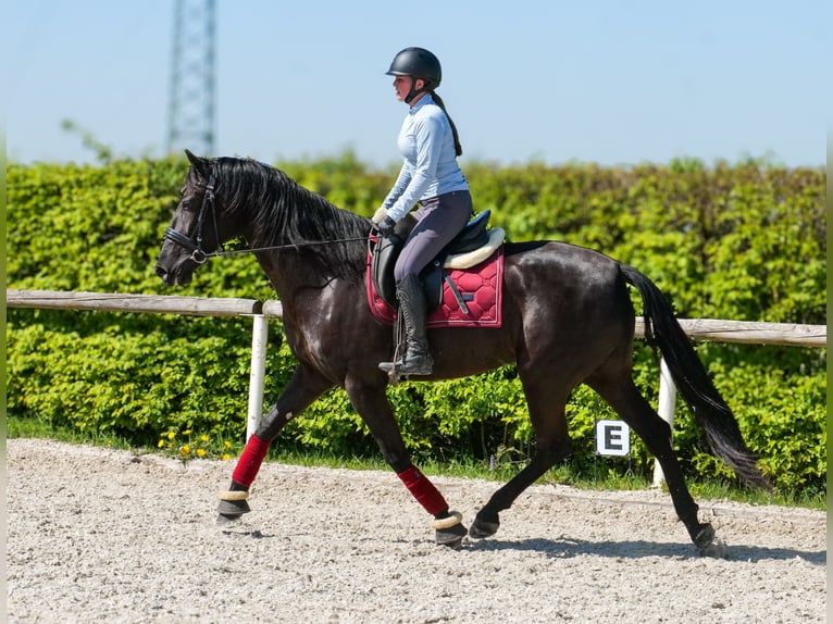 Cruzado Yegua 4 años 160 cm Negro in Neustadt (Wied)