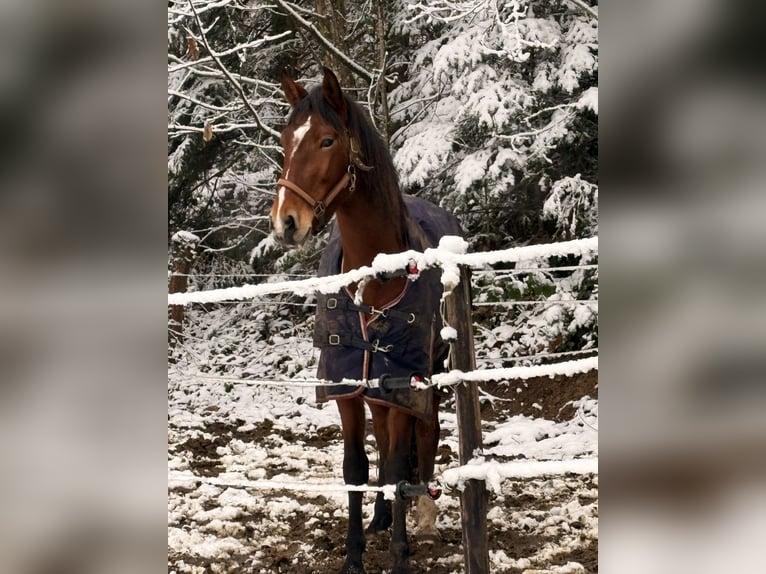 Cruzado Yegua 4 años 162 cm Castaño in Gengenbach