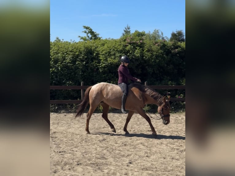Cruzado Yegua 5 años 150 cm Ruano alazán in Blekendorf