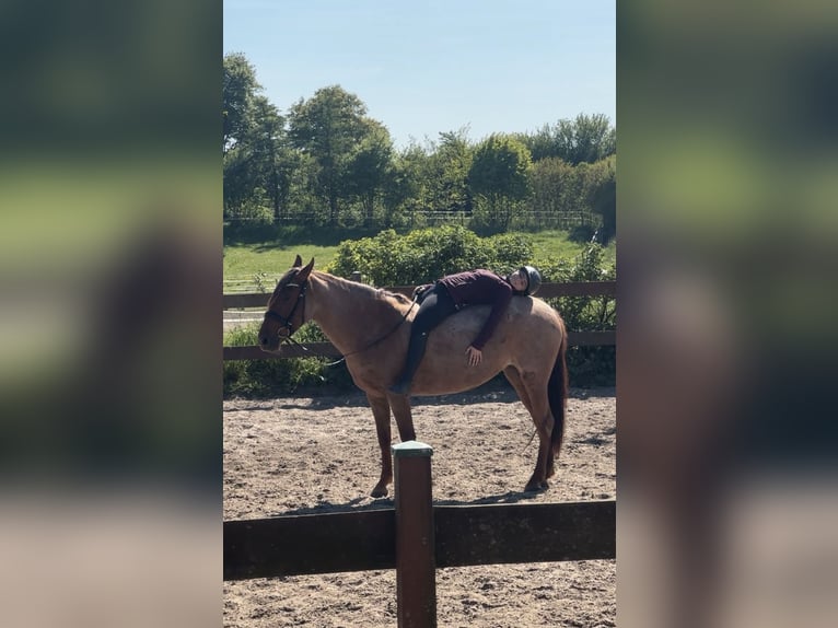Cruzado Yegua 5 años 150 cm Ruano alazán in Blekendorf