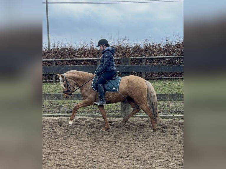 Cruzado Yegua 5 años 152 cm Dunalino (Cervuno x Palomino) in Daleiden