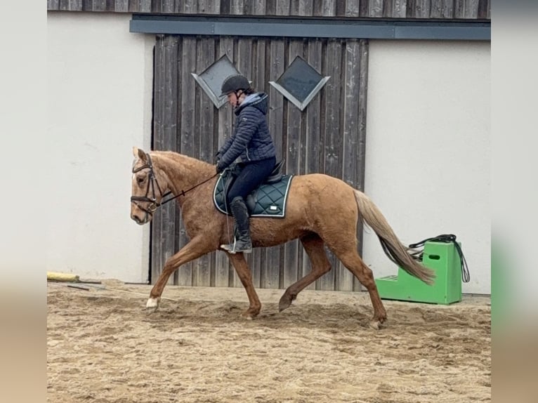 Cruzado Yegua 5 años 152 cm Dunalino (Cervuno x Palomino) in Daleiden