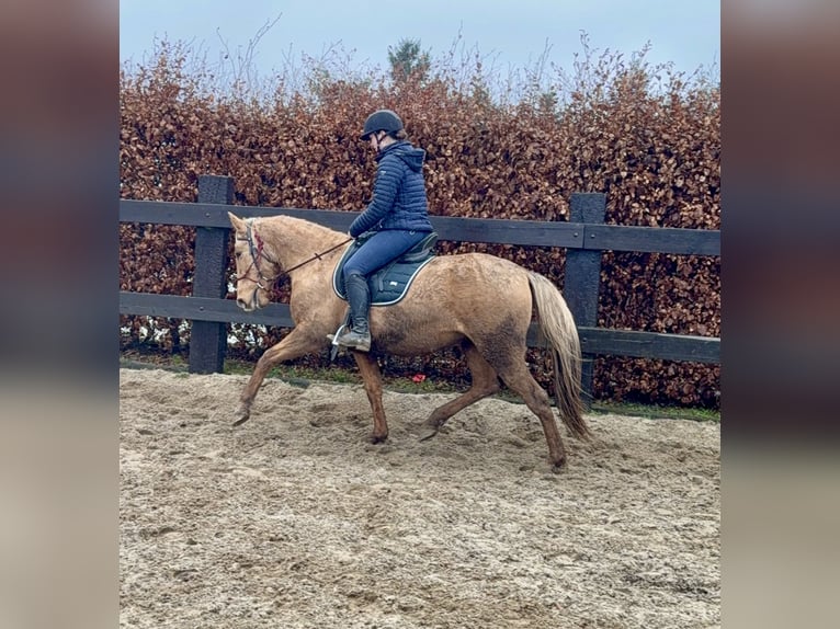 Cruzado Yegua 5 años 152 cm Dunalino (Cervuno x Palomino) in Daleiden