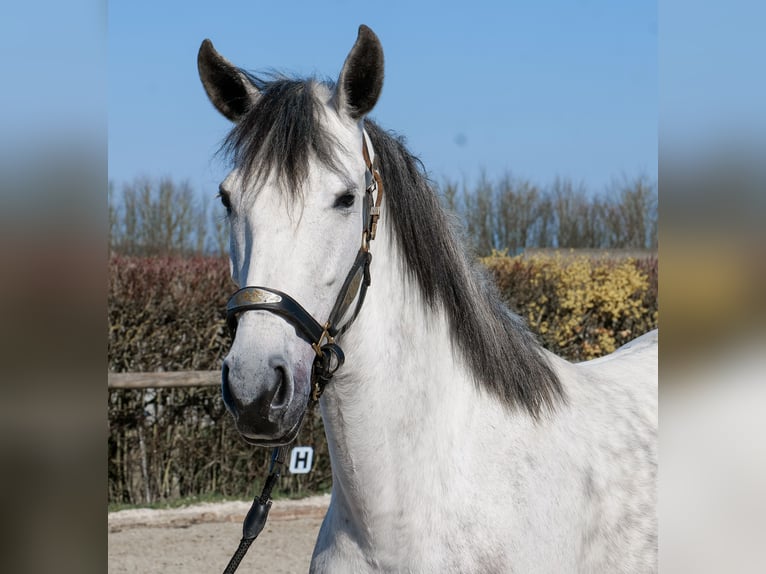 Cruzado Yegua 5 años 155 cm  in Neustadt (Wied)
