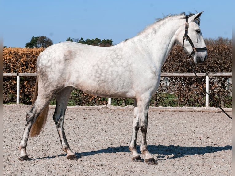 Cruzado Yegua 5 años 155 cm  in Neustadt (Wied)