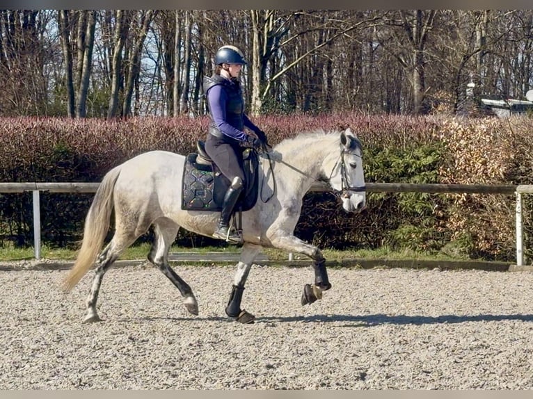 Cruzado Yegua 5 años 155 cm Tordo in Neustadt (Wied)