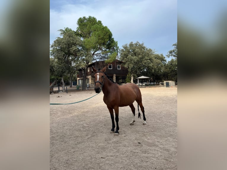 Cruzado Yegua 5 años 156 cm Castaño rojizo in Brunete