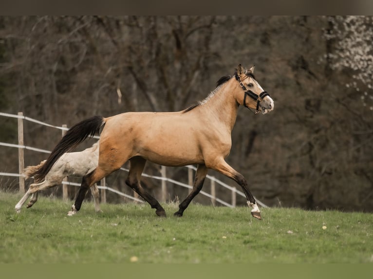 Cruzado Yegua 5 años 160 cm Buckskin/Bayo in Windhagen