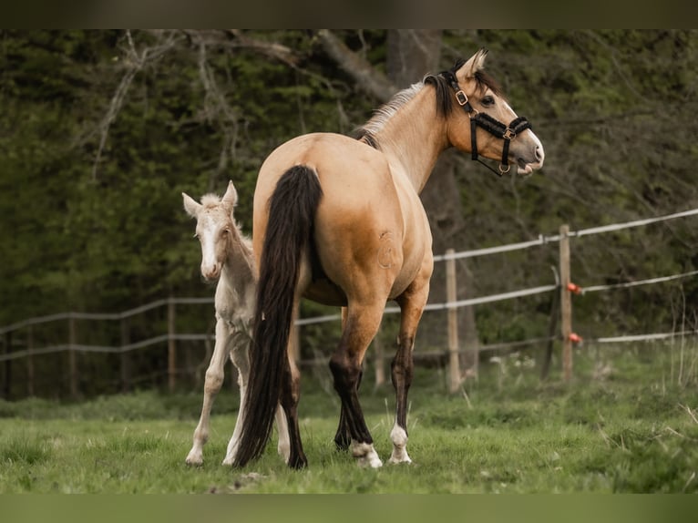 Cruzado Yegua 5 años 160 cm Buckskin/Bayo in Windhagen