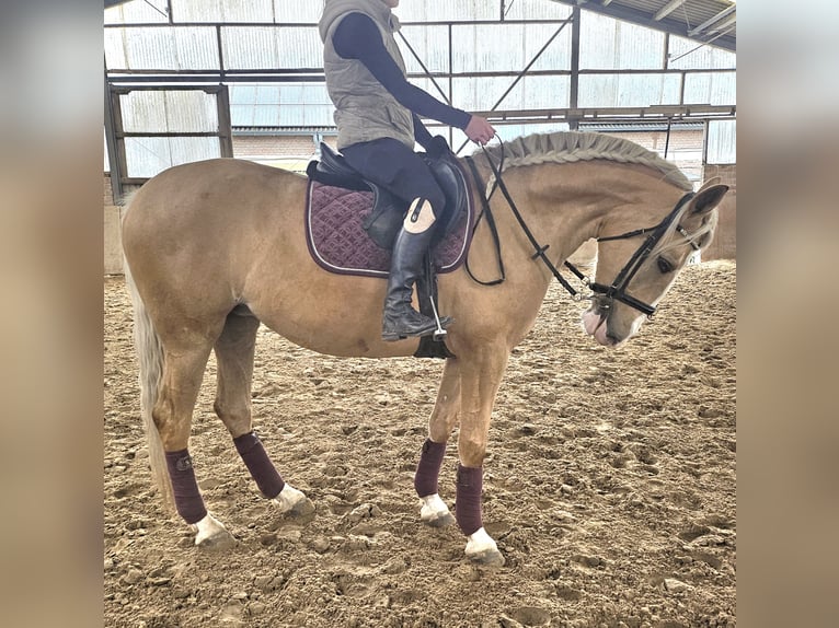 Cruzado Yegua 5 años 160 cm Palomino in Rommerskirchen