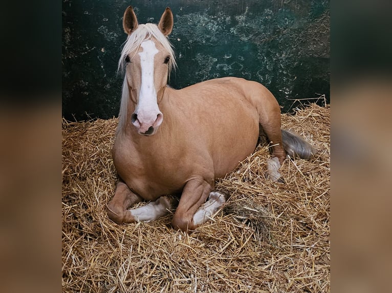 Cruzado Yegua 5 años 160 cm Palomino in Rommerskirchen