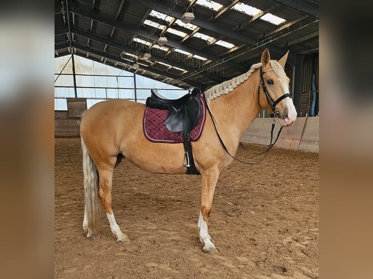 Cruzado Yegua 5 años 160 cm Palomino in Rommerskirchen
