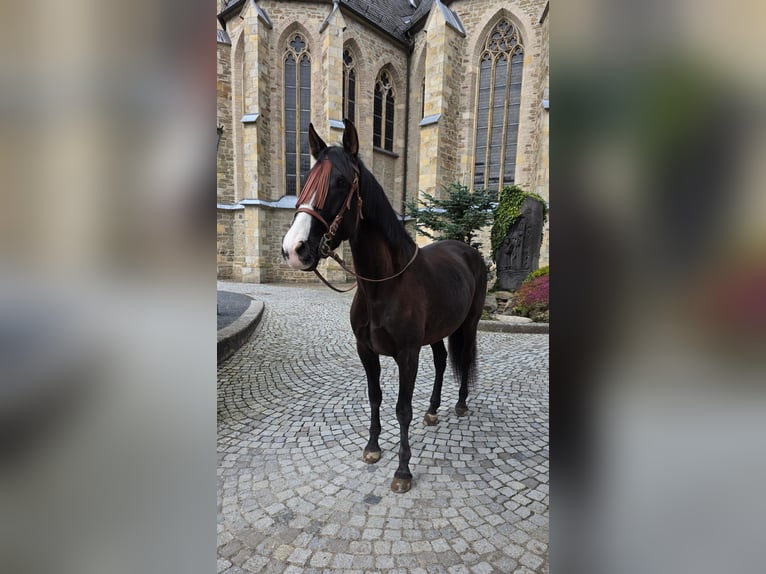 Cruzado Yegua 5 años 161 cm Negro in Linkenbach