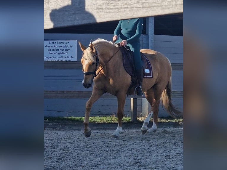 Cruzado Yegua 5 años 161 cm Palomino in Hürtgenwald
