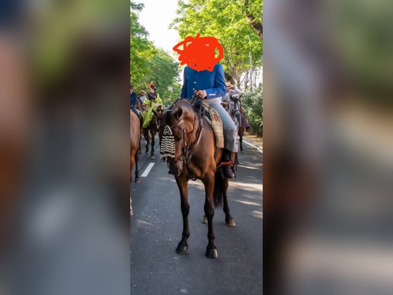 Cruzado Yegua 5 años Castaño-ruano in Villaverde Del Rio