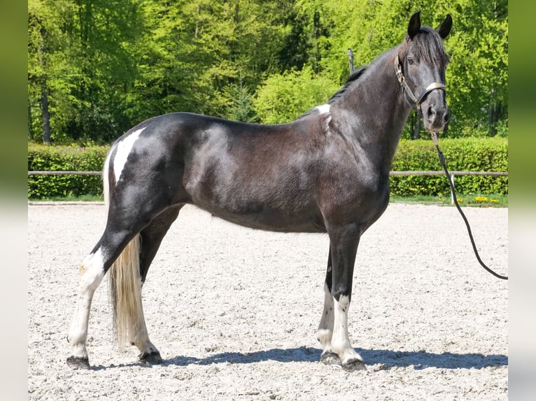 Cruzado Yegua 6 años 150 cm Pío in Neustadt (Wied)