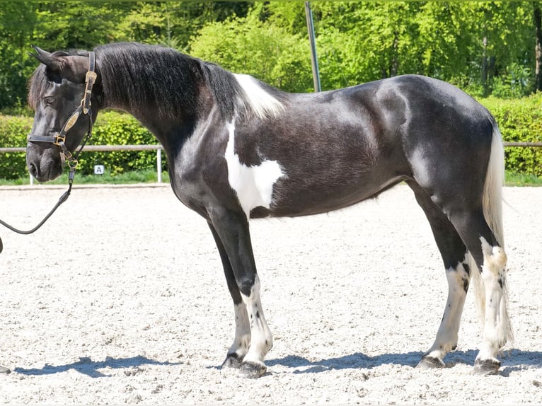 Cruzado Yegua 6 años 150 cm Pío in Neustadt (Wied)