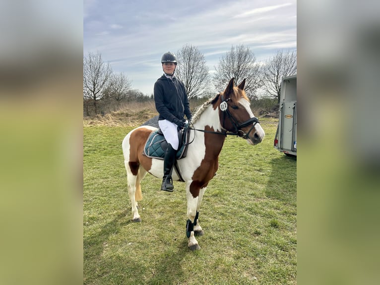 Cruzado Mestizo Yegua 6 años 152 cm Pío in Schermbeck