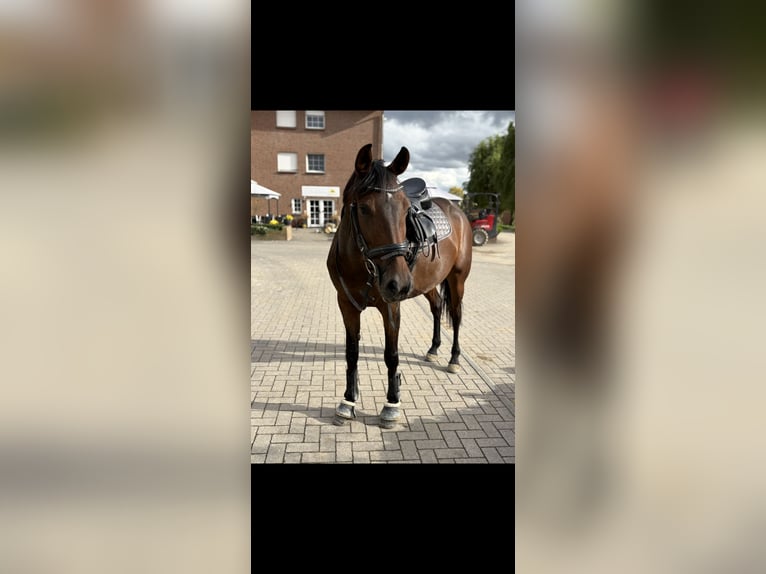 Cruzado Yegua 6 años 162 cm Castaño oscuro in Brühl