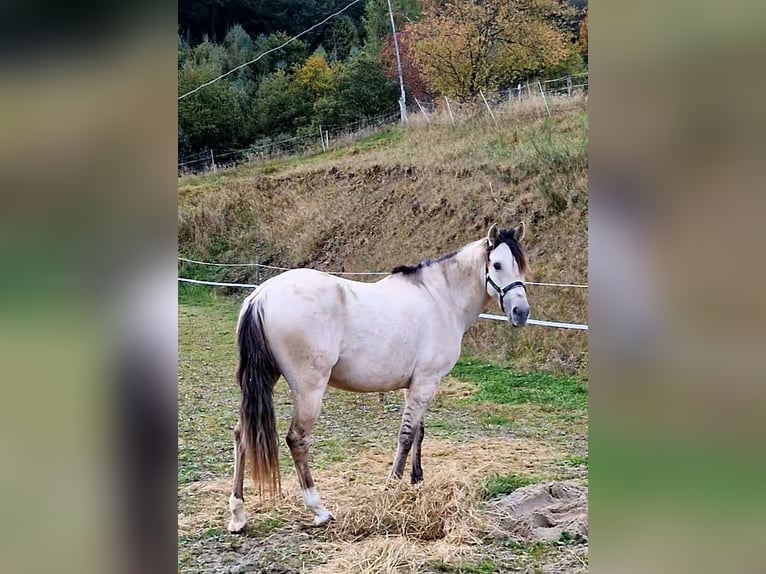 Cruzado Yegua 7 años 155 cm Bayo in Bad Berleburg