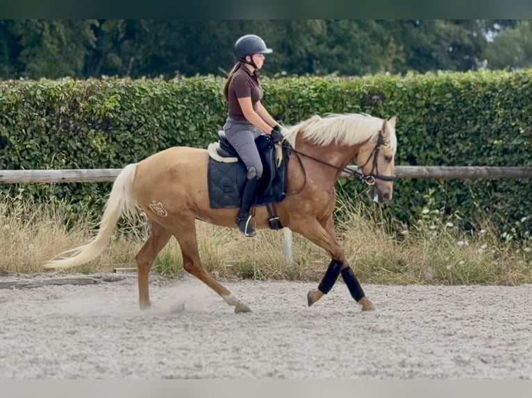 Cruzado Yegua 7 años 155 cm Palomino in Neustadt (Wied)