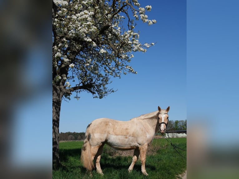 Cruzado Mestizo Yegua 7 años 156 cm Perla in Rodgau