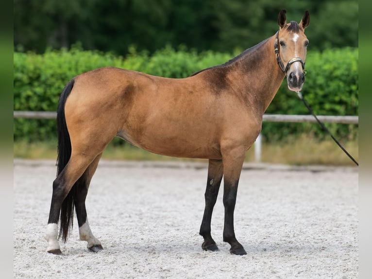 Cruzado Yegua 7 años 160 cm Bayo in Neustadt (Wied)