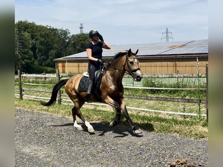 Cruzado Yegua 7 años 160 cm Bayo in Neustadt (Wied)