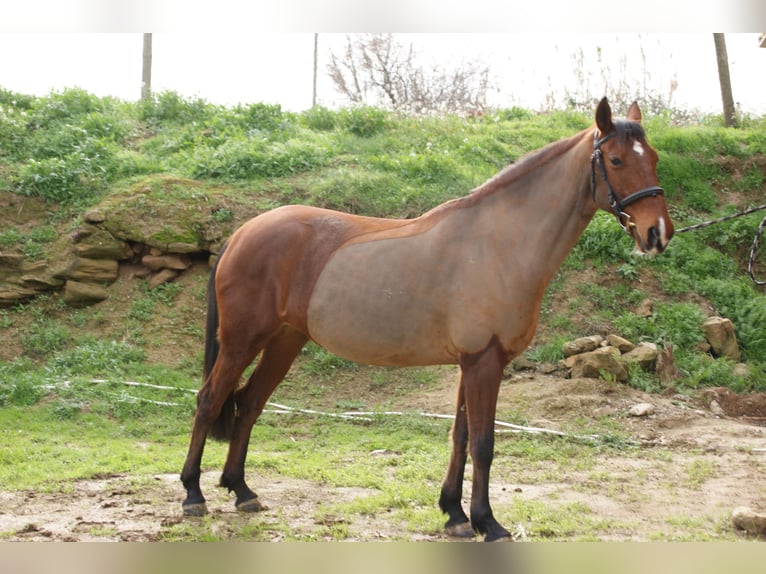 Cruzado Yegua 8 años 153 cm Castaño claro in Torrefarrera, Lleida