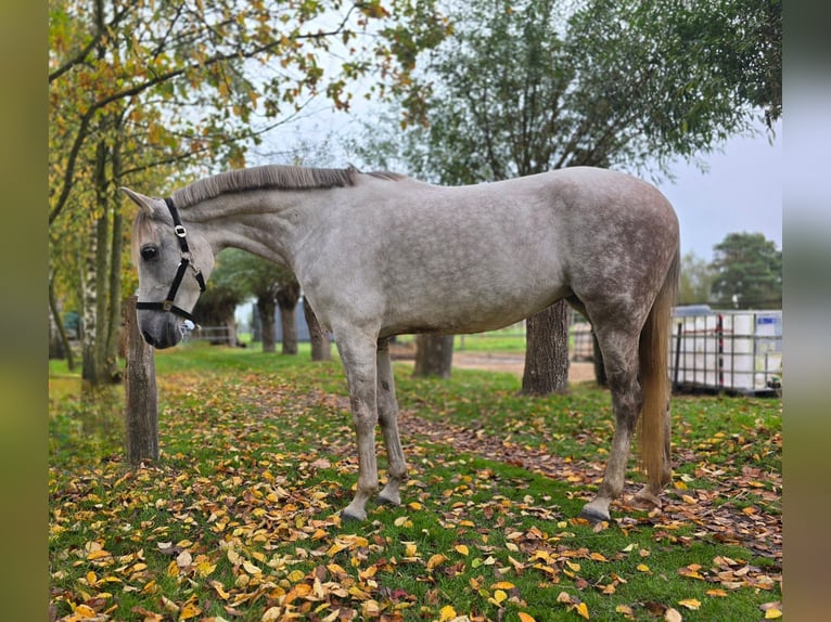Cruzado Mestizo Yegua 8 años 153 cm Tordo rodado in Rossum