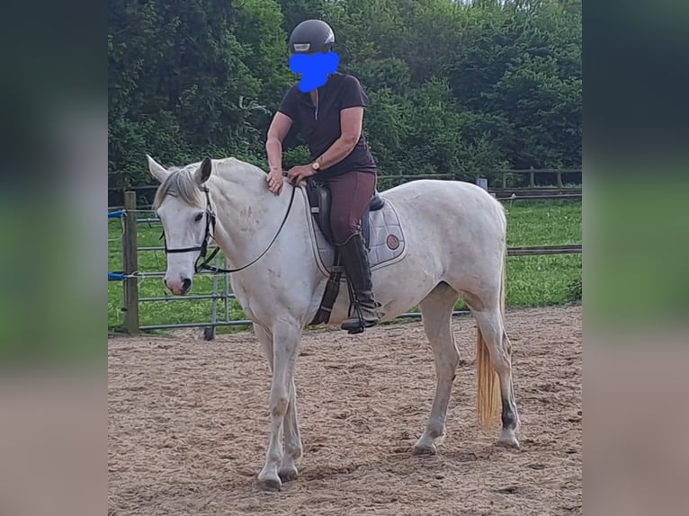Cruzado Yegua 8 años 155 cm Buckskin/Bayo in Salzhausen