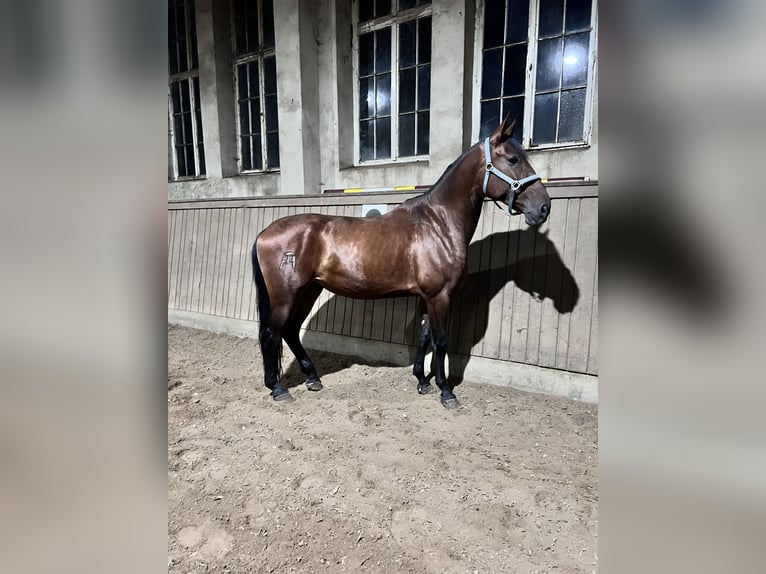 Cruzado Yegua 8 años 160 cm Castaño in Berlin