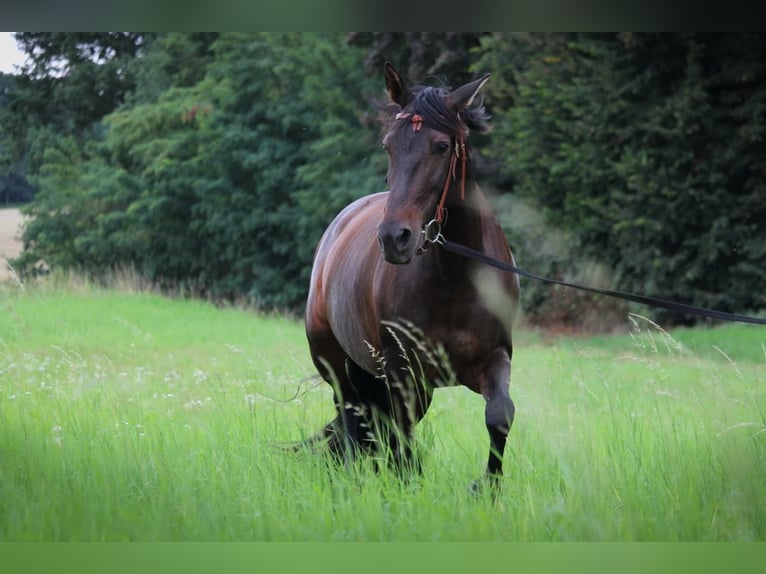 Cruzado Yegua 8 años 162 cm Castaño oscuro in Marklohe