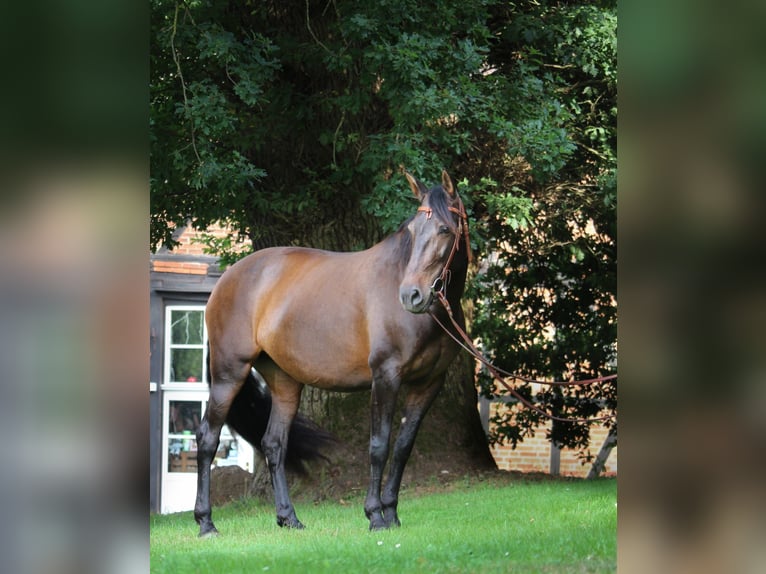 Cruzado Yegua 8 años 162 cm Castaño oscuro in Marklohe