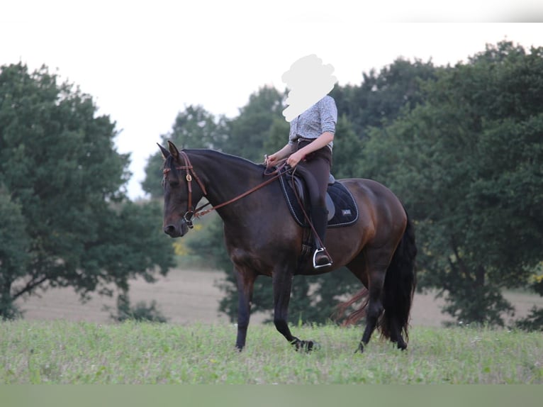 Cruzado Yegua 8 años 162 cm Castaño oscuro in Marklohe